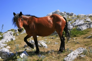 Biokovští koně